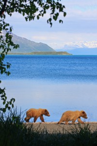 Katmai, AK (Photo: Felix Pretis)