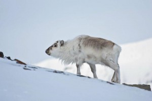 Svalbard (Photo: Felix Pretis)